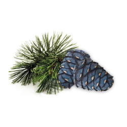 HARVIA dišavni koncentrat za savno, arolla bor 1 l 