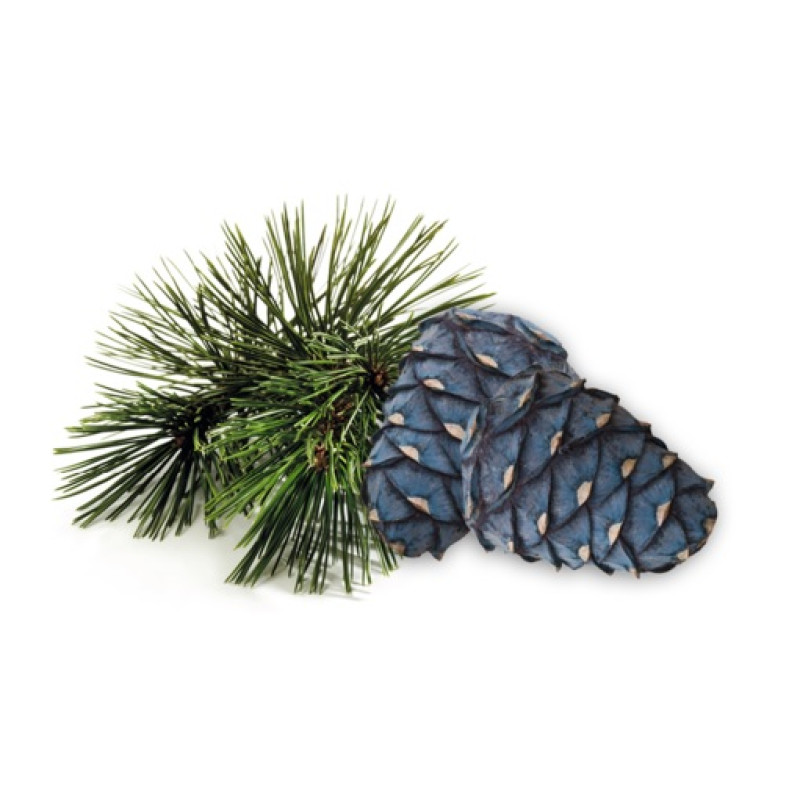 HARVIA dišavni koncentrat za savno, arolla bor 1 l