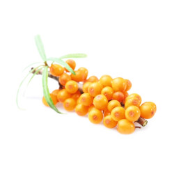 HARVIA dišavni koncentrat za savno, rakitovec 1 l 