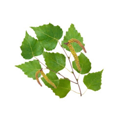 HARVIA dišavni koncentrat za savno, nordijska breza 1 l 