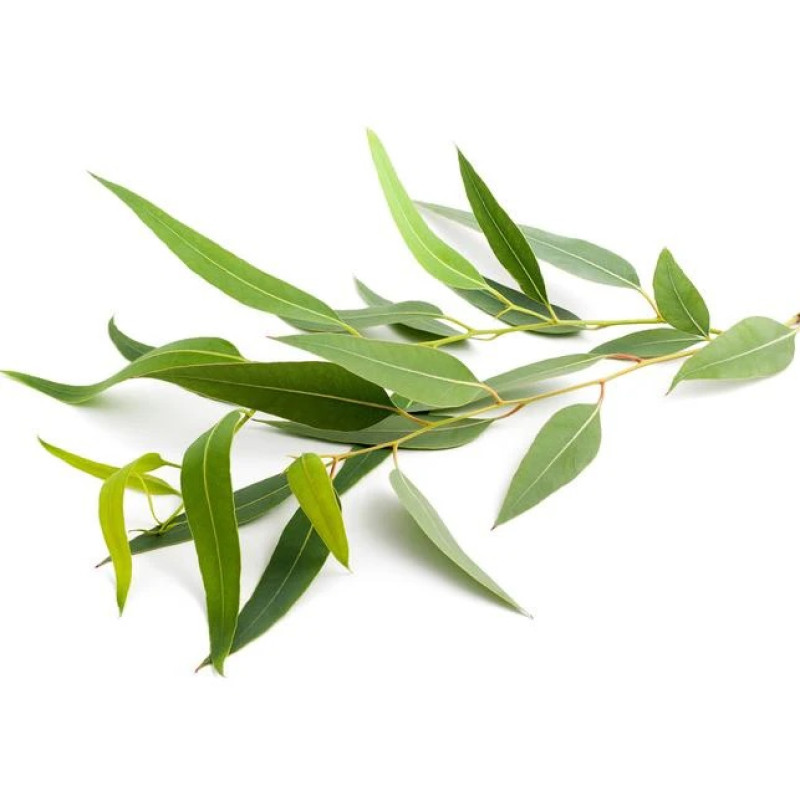 SENTIOTEC dišavni koncentrat za parno savno, evkaliptus 5 l