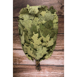 Kanadska hrastova metla 